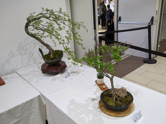 Bonsai