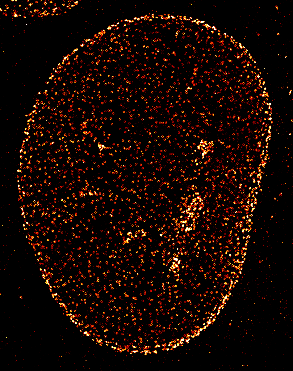 Microsc Centriolelab: