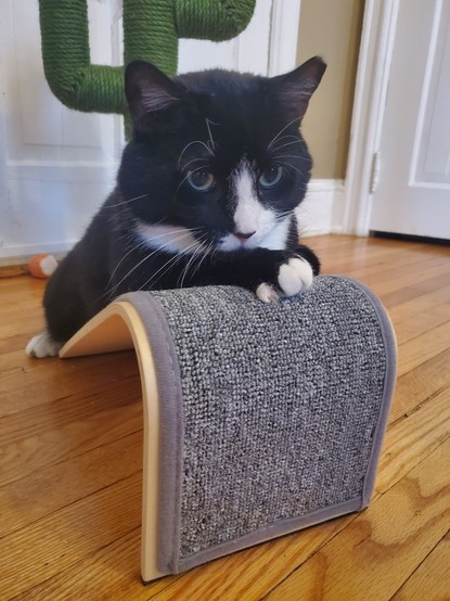 My tuxedo cat (cute as heck) laying on a scratchy material ramp, with his one paw on top of it.