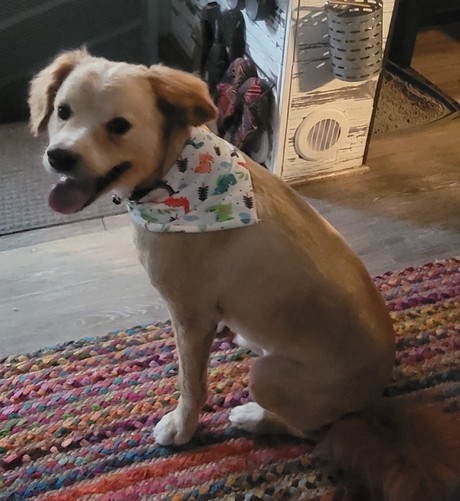 Image of smiling blonde dog in a white and small print bandana sitting looking at camera