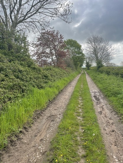 Unmade track, grass centre and overgrown verges. Unkempt hawthorn hedges. Several trees growing through hedge. Straight way disappears to a vanishing point in middle distance. Grey cloudy sky.