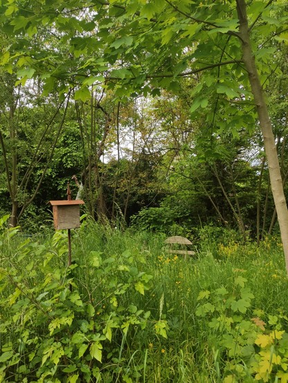 Insektenwiese.