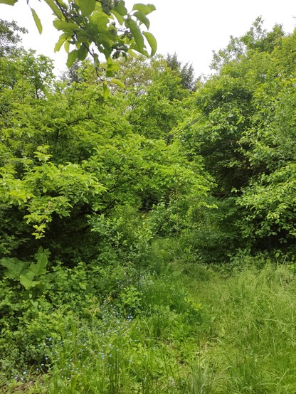 Dichtes, grünes Laub.