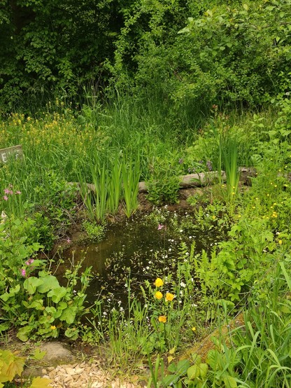 Kleiner Teich in Insektenwiese