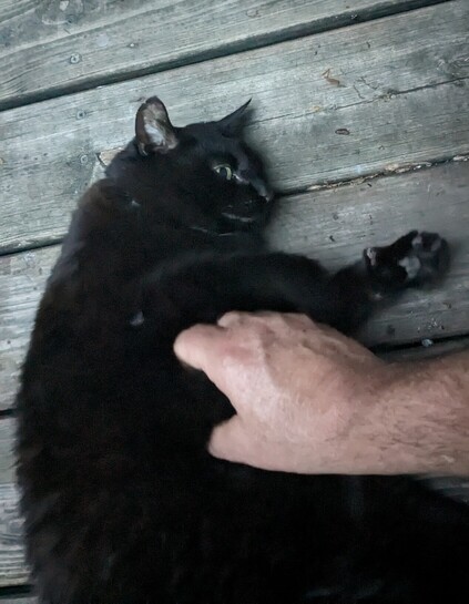 Black cat getting belly rubs on deck