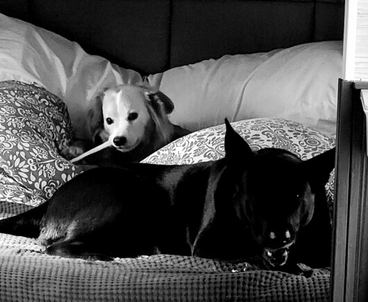 B/w photo of a blonde dog and black dog chomping on bully sticks, snuggled deep in their human's bed pillows.