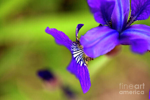 Color photo of a lovely purple Iris growing wild