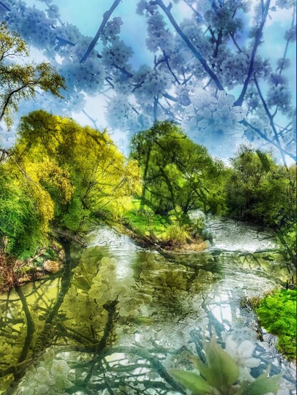 An island in the River Teme, heavily treed, the surface of the water rippled by the wind, superimposed with the pear blossom of a nearby orchard.