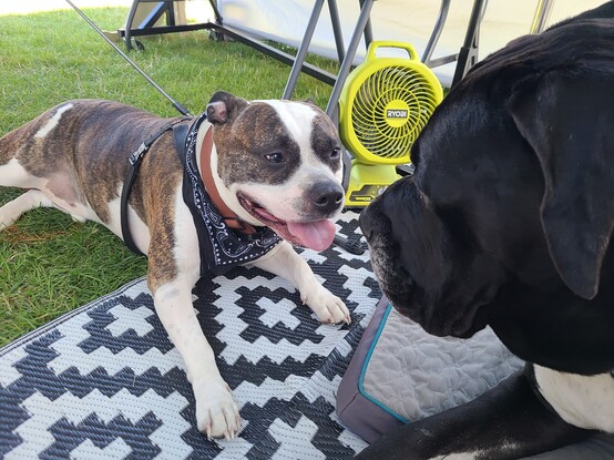 Murdock the Great Dane meeting a super happy wiggly but bully breed