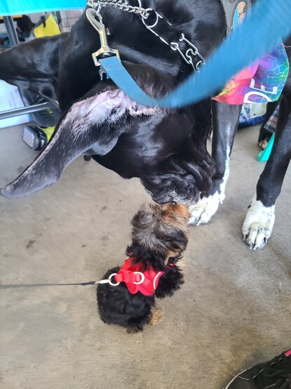 Murdock the Great Dane meeting a teacup Yorkie dog that is smaller than his snout!