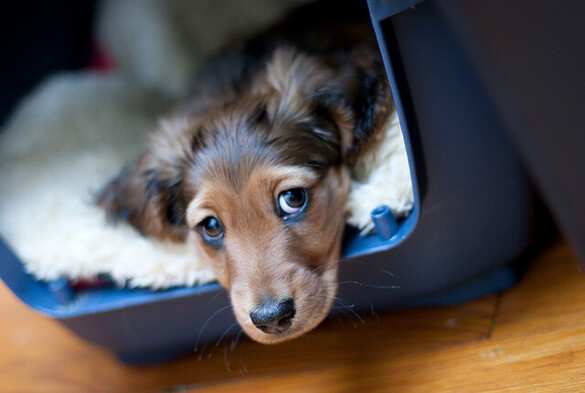 A 10 week old red-haired  dachshund puppy in an open blue transport box. He is lying on a white sheepskin and resting his head on the edge of the box, looking at the photographer with bright eyes as if waiting for what-is-next.