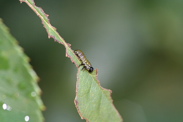 caterpillar on rose leaf 