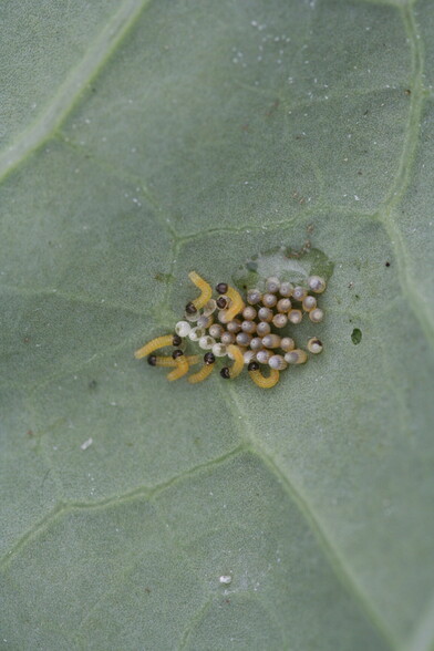 Large white caterpillars emerging from eggs 