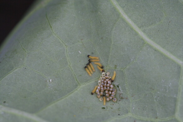 10 very small newly emerged Large white caterpillars