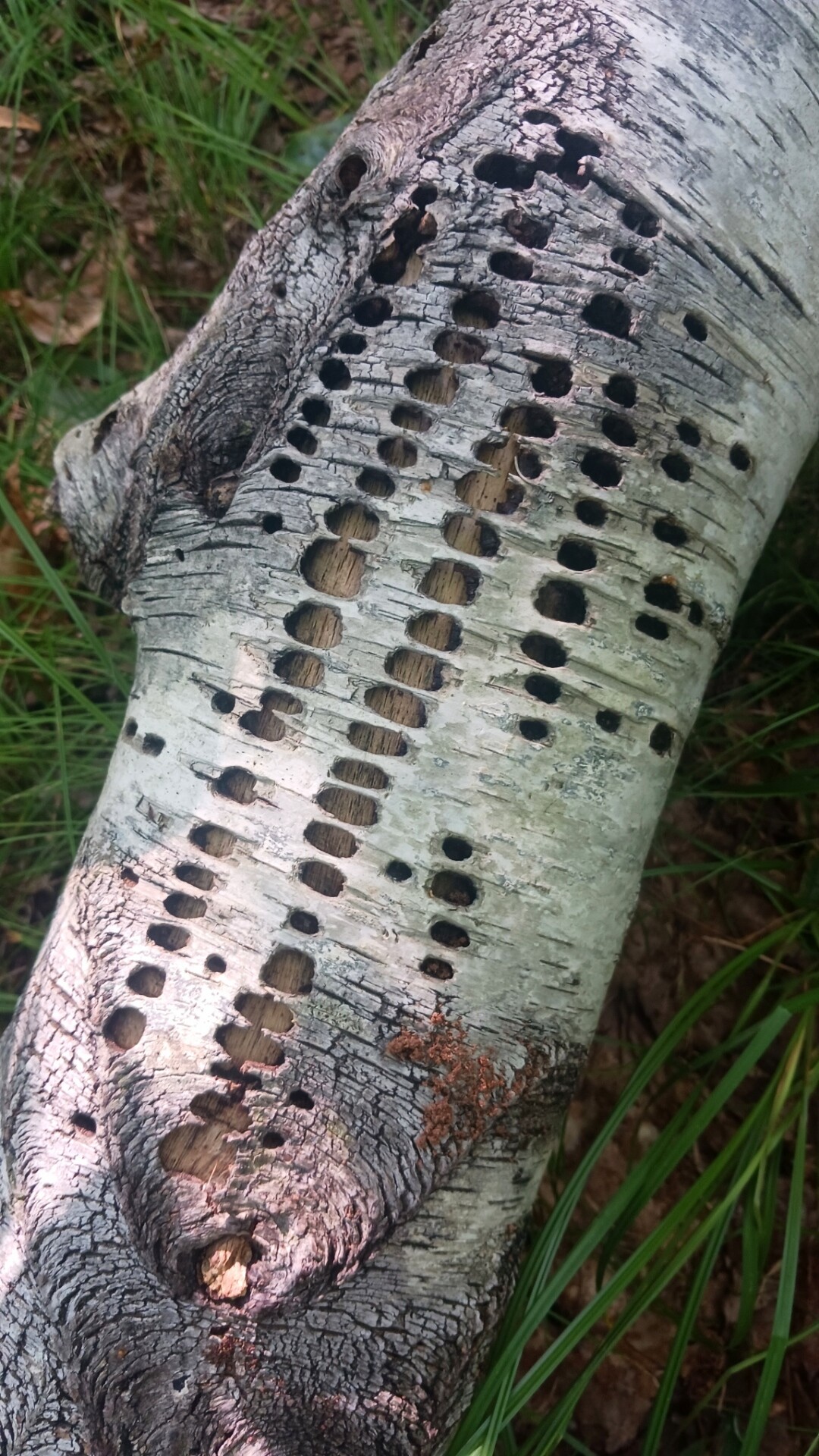 Windows cut in bark by insects