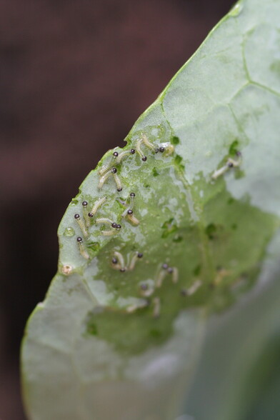 very small day 1 Large white caterpillars on leaf of a Brussel Sprouts plant 