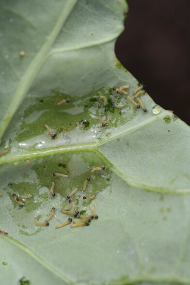 very small day 1 Large white caterpillars on leaf of a Brussel Sprouts plant 