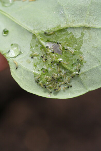 very small day 1 Large white caterpillars on leaf of a Brussel Sprouts plant 