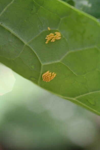 More large white butterfly eggs on the underside of Brussel sprout leaf
