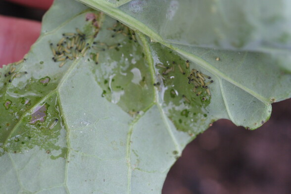 so many very small day 1, Large white caterpillars 