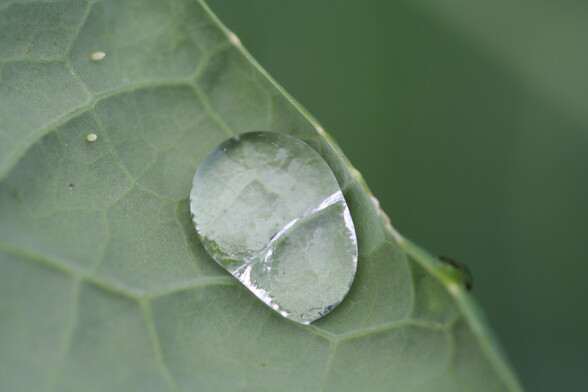 Bead of water on the underside (that was pointing skyward) of a Brussel sprout leaf