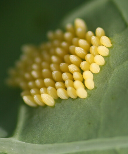 Another Large white egg cluster. Light yellow in colour