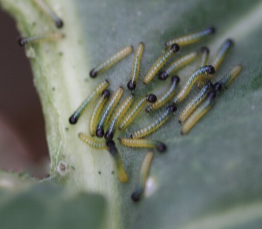 Many small Large White caterpillars on a Brussel Sprout leaf, that has been partially eaten on the leaf of the photo