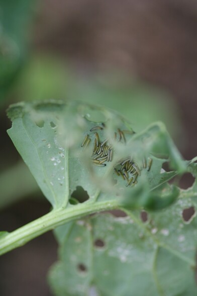 Large white caterpillars. Looking through a hole in the Brussel sprout leaf that the caterpillars have created 