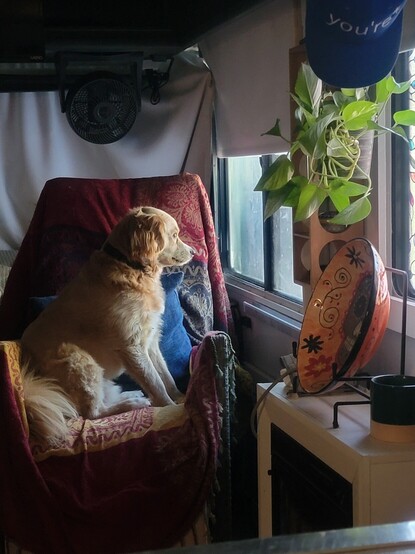 Medium long-haired blonde dog staring wistfully out the window.