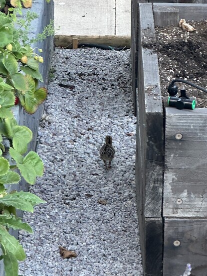 A small Turkey chick between my raised beds