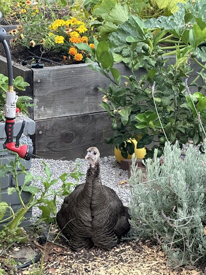 Another shot of mama Turkey.