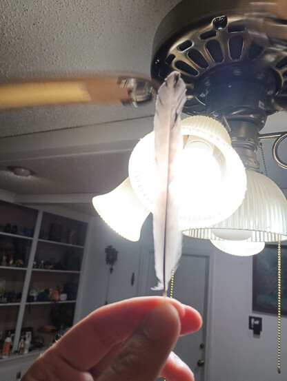 The same feather being held up to a light bulb. It is now uniformly gray 