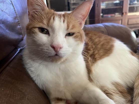 orange and white tabby cat looking sleepy on his couch