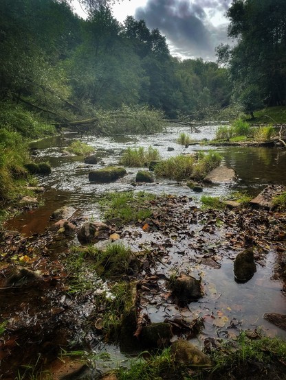 Foreground pebbles giving out to the river proper with large rocks, and fallen trees. The riverbanks heavily tree lined.
