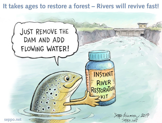 Trout in a river with a jar "Instant River Restoration Kit", a dam in the background.

Dam removal is instant restoration - just add water