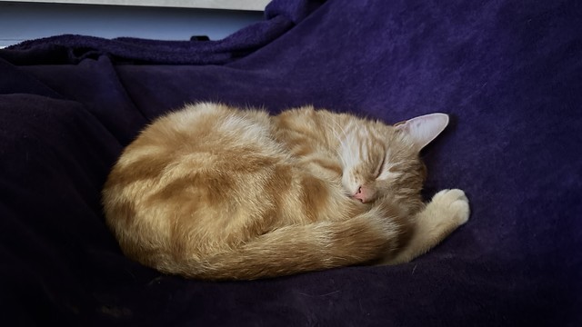 Washy sleeping on the couch like a donut 
