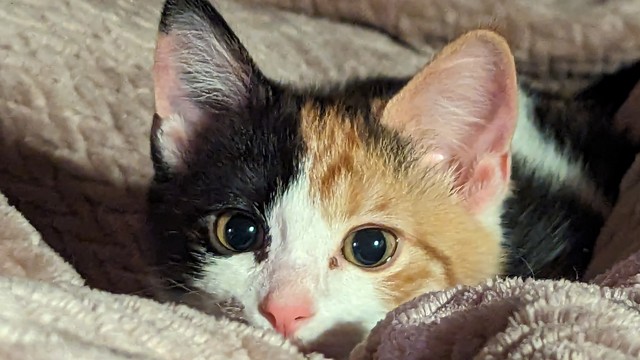 A calico kitten peeks over blankets, with wide, wide eyes.