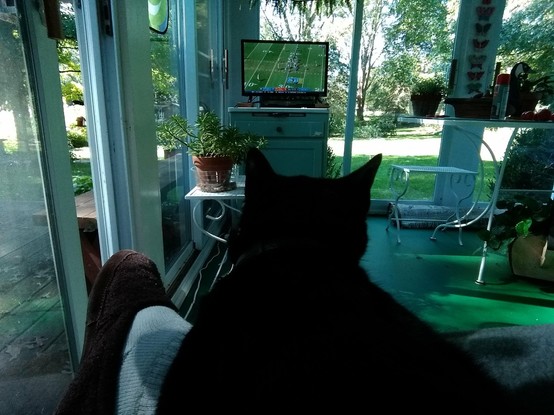 Black cat sitting on someone's lap watching a television on an enclosed porch.
