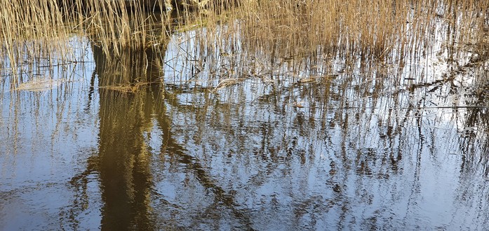 Liggend beeld. Spiegeling in sloot van stam van een wilg; winter riet en helder blauwe lucht.