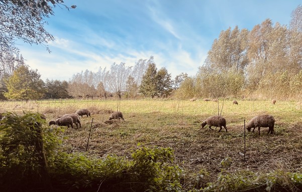 Een wei met schapen