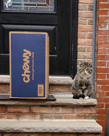 A cat sits on a house's front entry steps, next to a big Chewy box that has just been delivered.