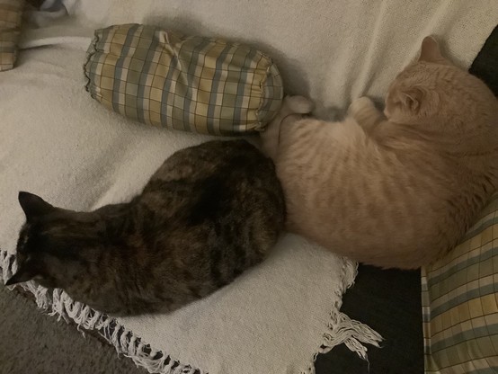 Overhead view of a brown Torbie cat and a beige tabby cat lying on a couch with hind quarters touching This is a highly unusual occurrence. The tabby is curled up next to the arm and back of the seat and the Torbie is in modified loaf pose closer to the edge of the seat. Neither cat is looking at the camera. 