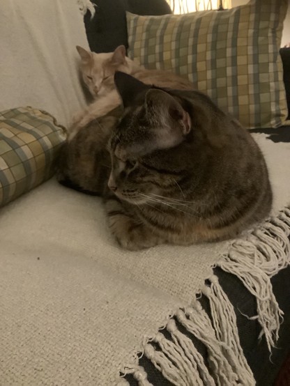 Two cats lying on a couch. A brown Torbie sits in front of a beige tabby with paws curled underneath her as her head is turned to the left. The tabby behind has his head and body smooshed up against the back of the couch so as not to come too close to the brown tabby. FAIL! Their bodies are touching.
