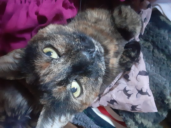 Gotti--kitty looking up at camera.photo by Shell Sheddy #sheshephoto #sheShePhotography 
