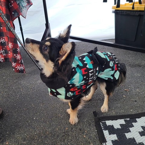 Adorable black and tan tiny puppy wearing our S-Small Yeti coat