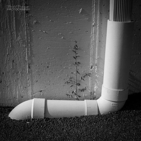 A single weed grows amongst asphalt pavement, a concrete wall, and a plastic drain pipe. 