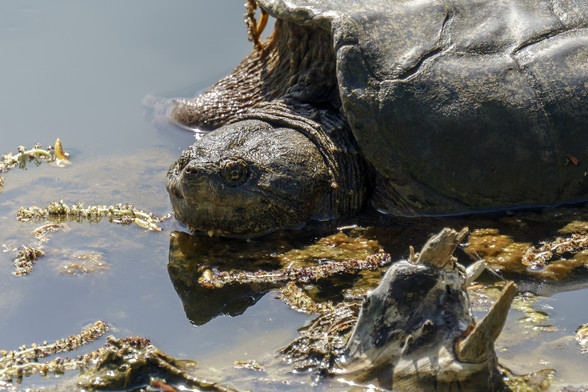 Closeup head shot of a large snapping turtle at the edge of a pond, looking toward the camera. May 2018