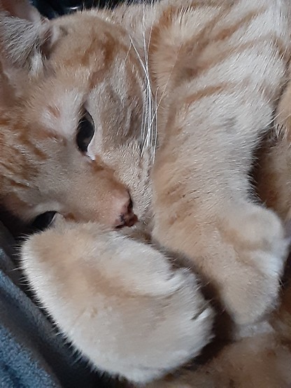 Close up of orange tiger kitty looking at camera behind paws. Photo of Baby O by Shell Sheddy 
