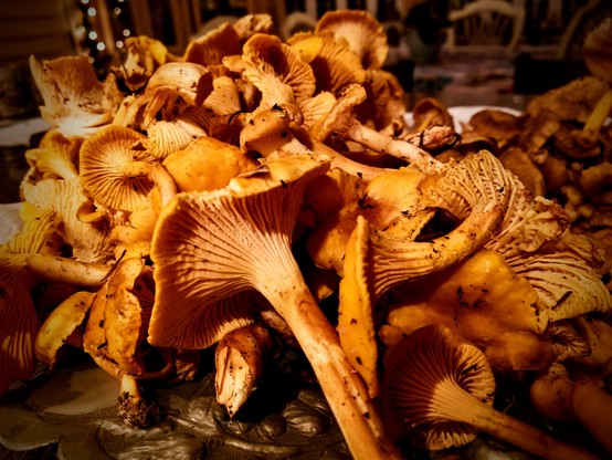 A nice pile of yellow chanterelles next to some yellowfoot chanterelles from the woods behind my mom's house.