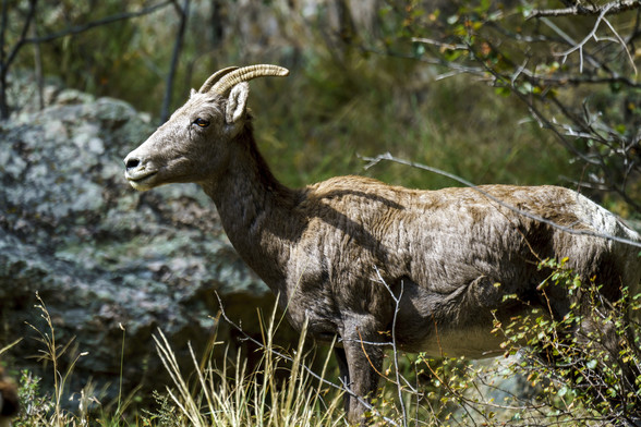 Photo of a Rocky Mountain Bighorn Sheep ewe, in sunlight next to a road, looking to camera left. The females are smaller than the males, this one is maybe 200 pounds. September 2017